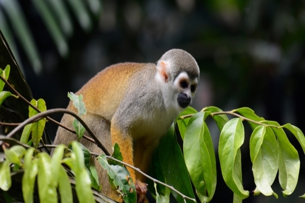 Squert-monkey-slider-1200x600